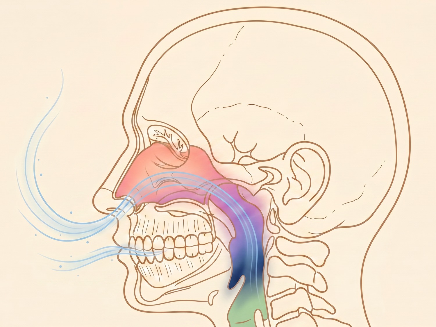 Editorial illustration of the airway and the breath it carries, read alongside the scan